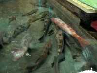 /album/photogalery-fish-species/a-74-edited-jpg/